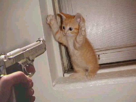 Cat Burglar Caught