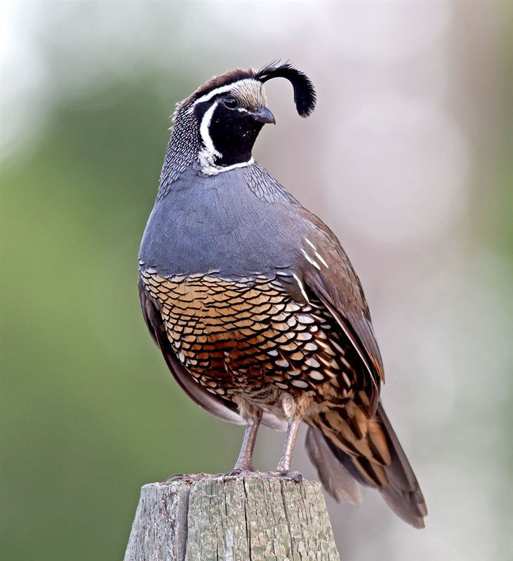 Valley Quail