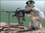 Special Forces Squirrel..Squirrel SFMike Davies