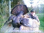 He's about 2 years old, has 3/4 inch spurs, and a 9 inch beard. Estimated weight is between 25-30 pounds. It was taken with my Remington 870 Express using a 2 3/4 inch Remington Turkey shell with No. 