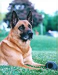 Columbus Police SWAT K9 "Mike", partner of Jerry Webb