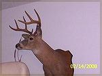 http://mob285.photobucket.com/albums/ll63/sniper762/HUNTING/BUCK.jpg?t=1289661357