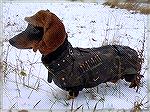 A loyal hunting dog in his full gear, including cartridge loops with some extra ammo.  Made me smile.