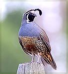 Picture of California Valley Quail 