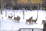 The last fawn in this line of mule deer does and fawns is a whitetail that must have lost its mother.